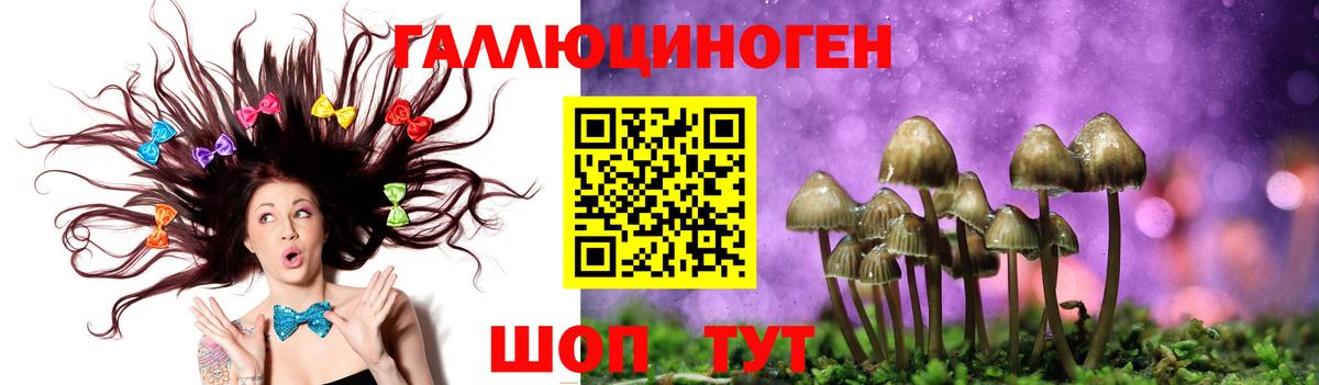 Галлюциногенные грибы Psilocybine cubensis Ачхой-Мартан
